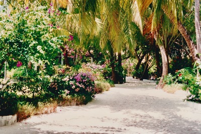 picture of Maldives 1993
 Maldives