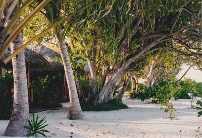 picture of Maldives 1997
 Maldives