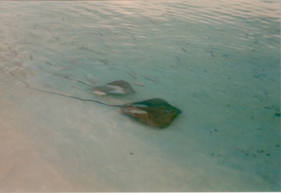 picture of Maldives 1997
 Maldives