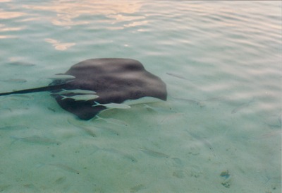 picture of Maldives 1997
 Maldives