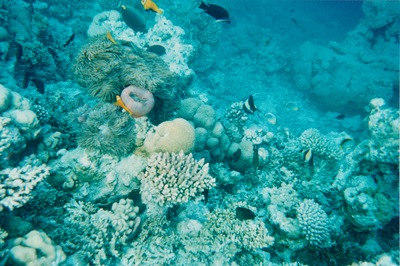 picture of Snorkling in Maldives 1993
 Maldives