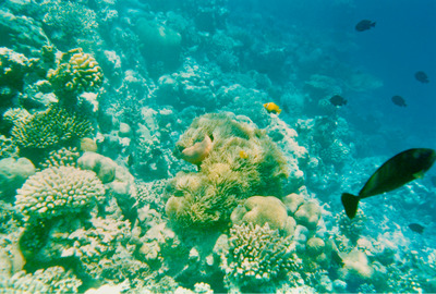 picture of Snorkling in Maldives 1993
 Maldives