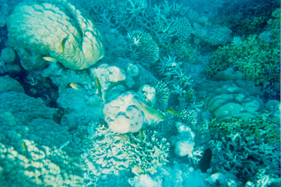 picture of Snorkling in Maldives 1993
 Maldives