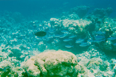 picture of Snorkling in Maldives 1993
 Maldives