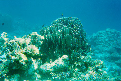 picture of Snorkling in Maldives 1993
 Maldives