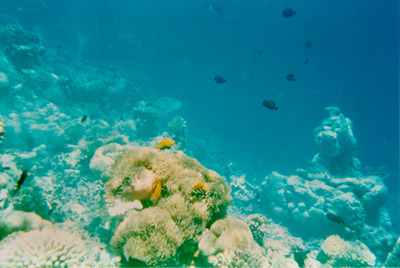 picture of Snorkling in Maldives 1993
 Maldives