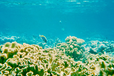 picture of Snorkling in Maldives 1993
 Maldives