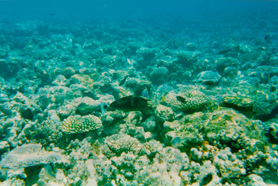 picture of Snorkling in Maldives 1993
 Maldives