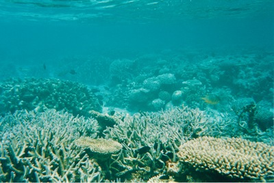 picture of Snorkling in Maldives 1993
 Maldives