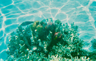 picture of Snorkling in Maldives 1993
 Maldives