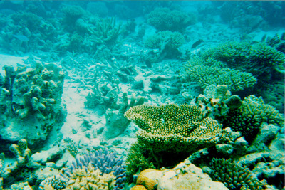 picture of Snorkling in Maldives 1993
 Maldives