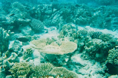picture of Snorkling in Maldives 1993
 Maldives