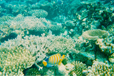 picture of Snorkling in Maldives 1993
 Maldives