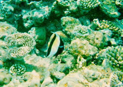 picture of Snorkling in Maldives 1993
 Maldives