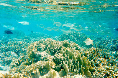 picture of Snorkling in Maldives 1993
 Maldives