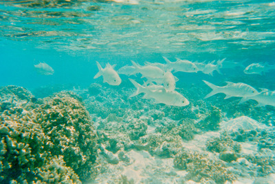 picture of Snorkling in Maldives 1993
 Maldives