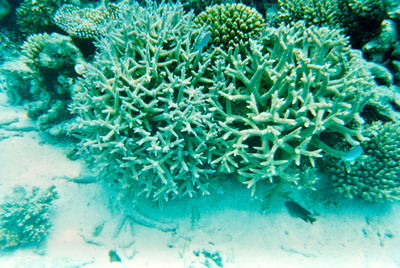picture of Snorkling in Maldives 1993
 Maldives