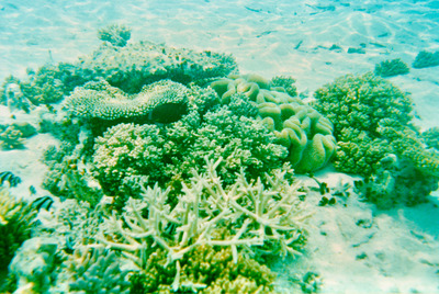 picture of Snorkling in Maldives 1993
 Maldives
