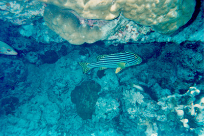 picture of Snorkling in Maldives 1993
 Maldives