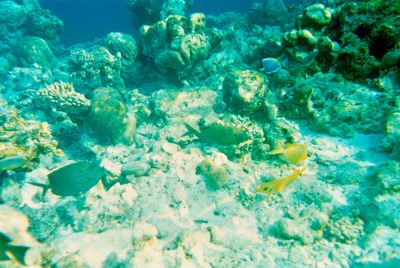 picture of Snorkling in Maldives 1993
 Maldives