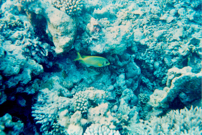 picture of Snorkling in Maldives 1993
 Maldives