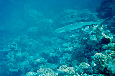 picture of Snorkling in Maldives 1993
 Maldives