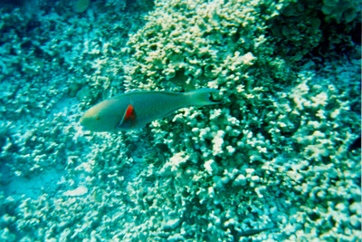 picture of Snorkling in Maldives 1993
 Maldives