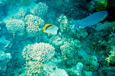 picture of Snorkling in Maldives 1993
 Maldives