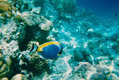 picture of Snorkling in Maldives 1997
 Maldives