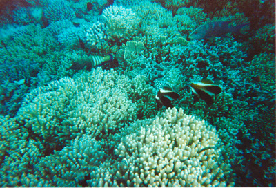 picture of Snorkling in Maldives 1997
 Maldives