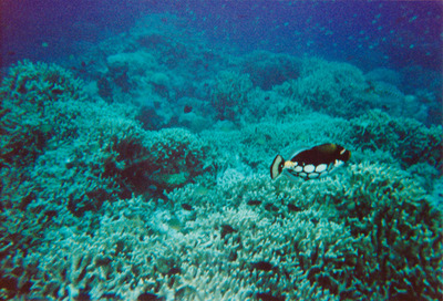 picture of Snorkling in Maldives 1997
 Maldives