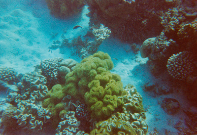 picture of Snorkling in Maldives 1997
 Maldives