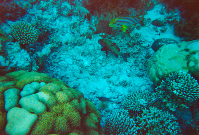 picture of Snorkling in Maldives 1997
 Maldives