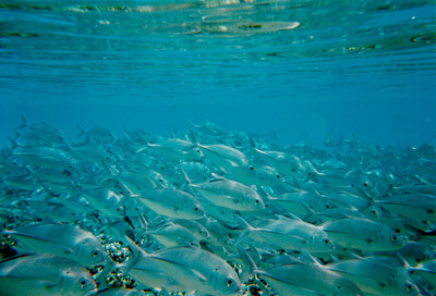 picture of Snorkling in Maldives 1997
 Maldives