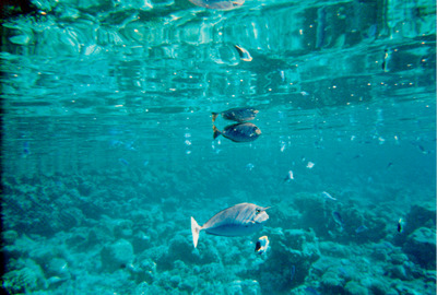 picture of Snorkling in Maldives 1997
 Maldives