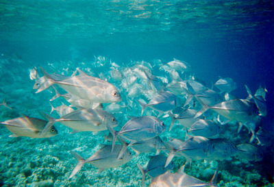 picture of Snorkling in Maldives 1997
 Maldives