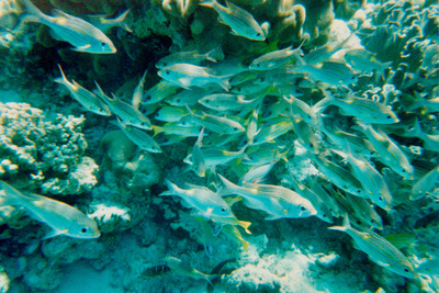 picture of Snorkling in Maldives 1997
 Maldives