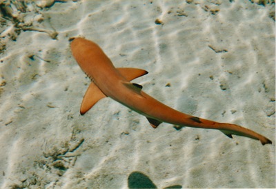 picture of Snorkling in Maldives 1997
 Maldives