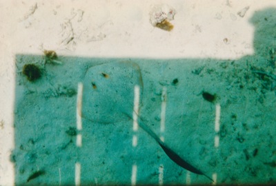 picture of Snorkling in Maldives 1997
 Maldives