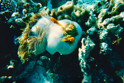 picture of Snorkling in Maldives 1997
 Maldives