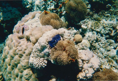 picture of Snorkling in Maldives 1997
 Maldives