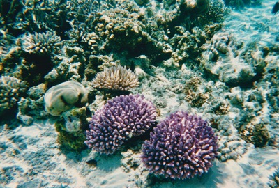 picture of Snorkling in Maldives 1997
 Maldives