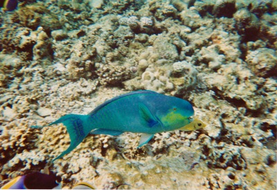 picture of Snorkling in Maldives 1997
 Maldives