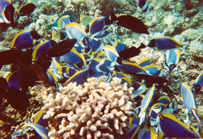 picture of Snorkling in Maldives 1997
 Maldives