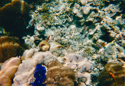 picture of Snorkling in Maldives 1997
 Maldives