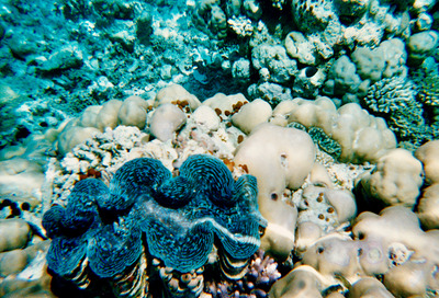 picture of Snorkling in Maldives 1997
 Maldives