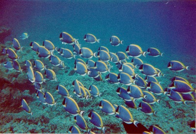 picture of Snorkling in Maldives 1997
 Maldives