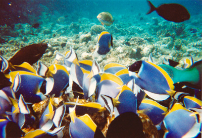 picture of Snorkling in Maldives 1997
 Maldives