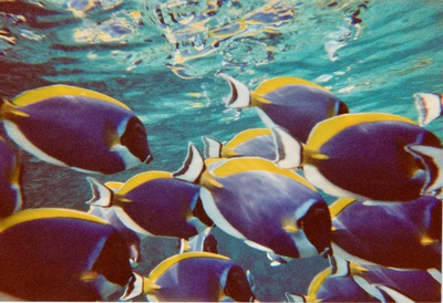 picture of Snorkling in Maldives 1997
 Maldives