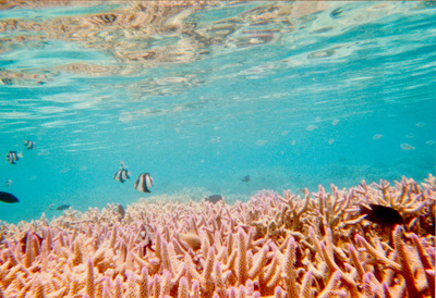 picture of Snorkling in Maldives 1997
 Maldives